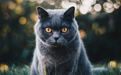 British Shorthair, gray cat, close-up, domestic cat, bokeh, yellow eyes, pets, cats, cute animals, British Shorthair Cat