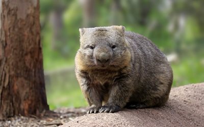 Australian Wombat, s&#246;p&#246;j&#228; el&#228;imi&#228;, kes&#228;t, wildlife, Australia