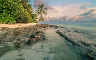 tropical island, palm trees, sunset, beach, sand, sea, ocean