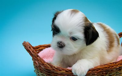 Shih tzu, basket, close-up, pets, puppy, cute animals, dogs, Shih tzu Dog