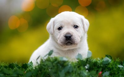 white little labrador, retriever, white puppy, pets, small dog, cute animals, labrador retriever