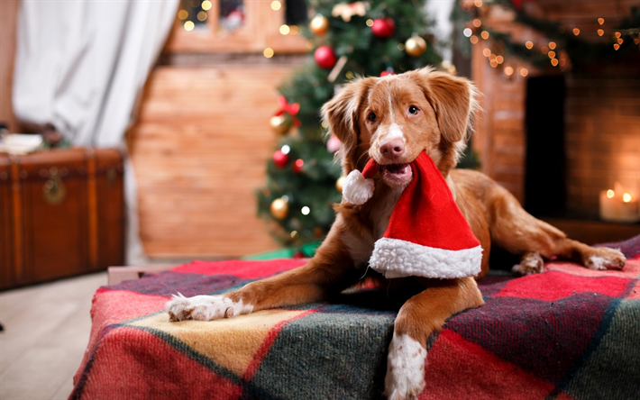 New Year, dog, Christmas, red Christmas hat, Santa Claus, dog year concepts