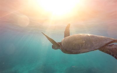 tartaruga, 4k, a vida selvagem, submarino, mar, r&#233;pteis, Testudines