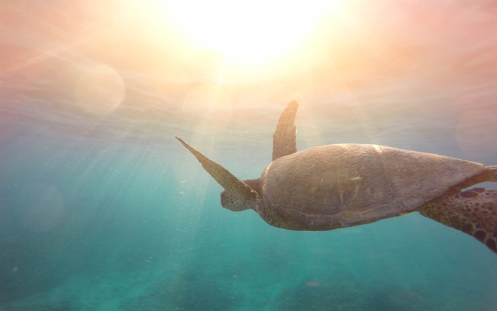 turtle, 4k, wildlife, underwater, sea, reptiles, Testudines