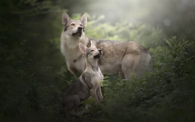hunting dogs, forest, Czechoslovakia wolf dog, puppy, Czechoslovakia volchak