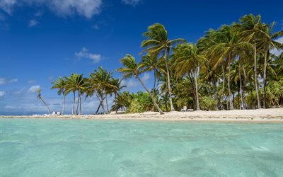 tropicale, isola, spiaggia, mare, onde, Guadalupa, Mar dei Caraibi, palme, laguna blu