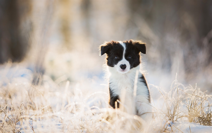 ボーダー collie, 冬, 小さな黒と白のパピー, ペット, 犬, 子犬