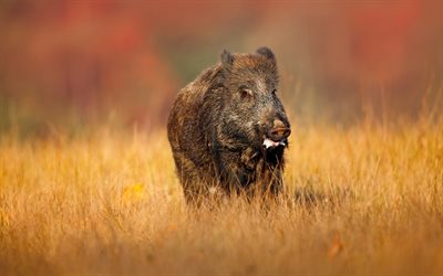 wild boar, autumn, field, wildlife, pigs