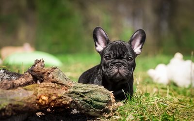 french bulldog, small black puppy, pets, cute animals, small black dog