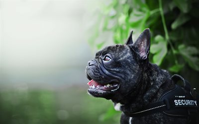 french bulldog, security dog, close-up, black french bulldog, dogs, pets, cute animals, bulldogs