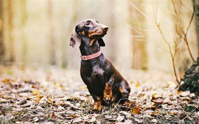Dachshund, forest, dogs, autumn, black dachshund, close-up, pets, cute animals, Dachshund Dog