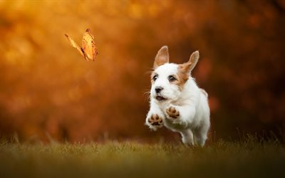 Jack Russell Terrier, white cute dog, pets, cute animals, dogs, autumn, yellow trees