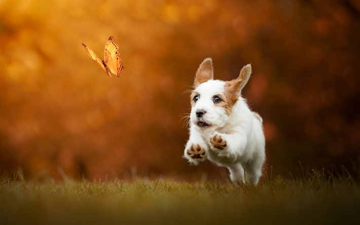 jack-russell-terrier, white cute dog, haustiere, niedliche tiere, hunde, herbst, gelbe b&#228;ume