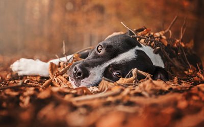 Pit Bull Terrier, autumn, black pitbull, bokeh, dogs, Pit Bull, pets, Pit Bull Dog