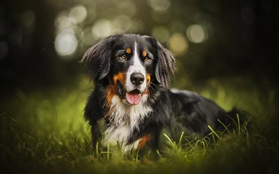 Berner Sennenhund, summer, pets, sennenhund, lawn, bokeh, dogs, Bernese Mountain Dog, cute animals, close-up, Berner Sennenhund Dog