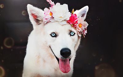 Swiss Shepherd, flowers, cute animals, dogs, close-up, white dog, Berger Blanc Suisse, pets, forest, White Shepherd Dog, White Swiss Shepherd