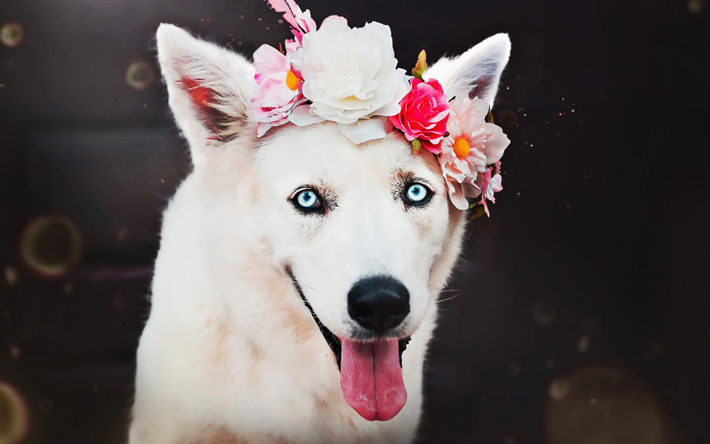 Pastor Su&#237;&#231;o, flores, animais fofos, cachorros, close-up, c&#227;o branco, C&#227;o De Pastor Branco Su&#237;&#231;o, animais de estima&#231;&#227;o, floresta, C&#227;o De Pastor Branco, Pastor Branco Su&#237;&#231;o