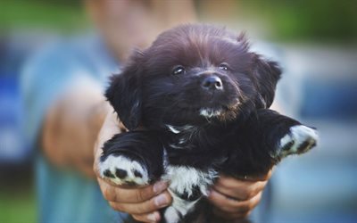 black puppy, close-up, bokeh, pets, puppy in hand, cute animals, dogs