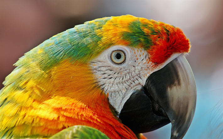 Ara, HDR, close-up, papegojor, vilda djur, f&#228;rgglada papegojor, Nu