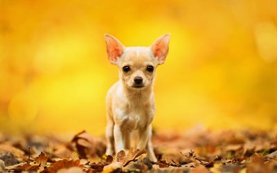 Chihuahua, autumn, dogs, puppy, bokeh, cute animals, pets, Chihuahua Dog