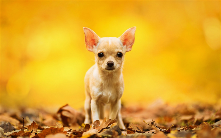 Descargar fondos de pantalla Chihuahua, otoño, perros, cachorro, bokeh,  simpáticos animales, mascotas, Perro Chihuahua libre. Imágenes fondos de  descarga gratuita