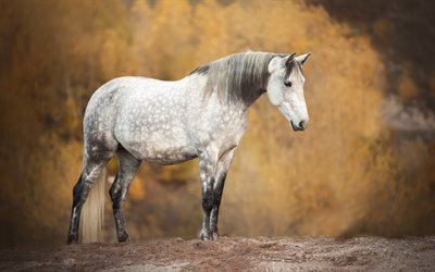 horse, field, autumn, white horse, wildlife, horses