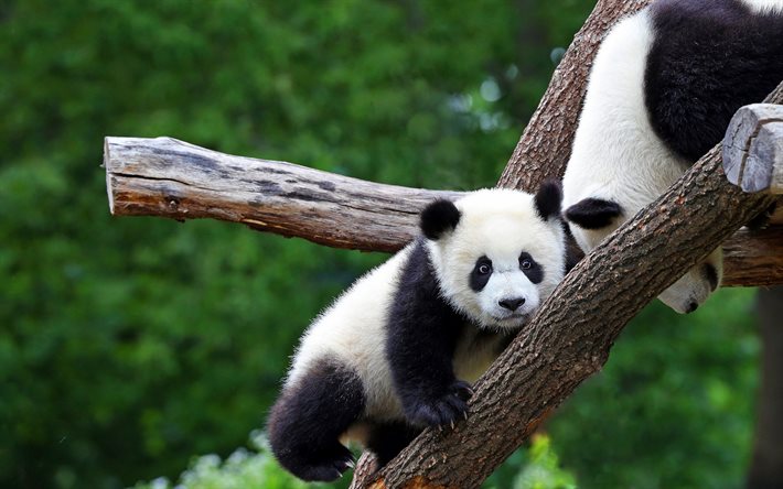 little panda, cute animals, pandas, wildlife, panda family, little bear