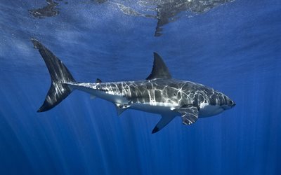 Great white shark, predator, shark underwater, white shark, ocean, underwater world