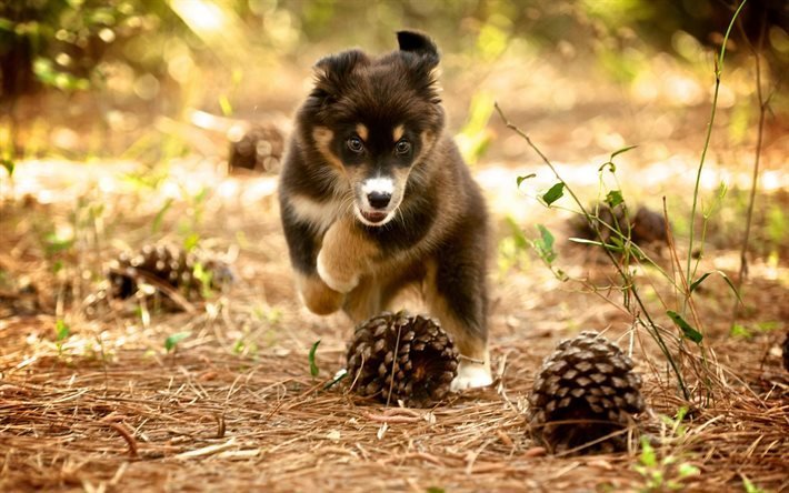 puppy, forest, cone, cute animals, running, dog