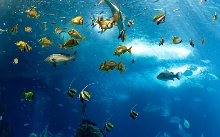 海洋動物, 水中, 魚, 海洋