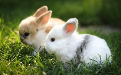 bunnies, cute animals, green grass, white fluffy bunny