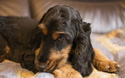 English Cocker Spaniel, 4k, dogs, muzzle, blur, black dog