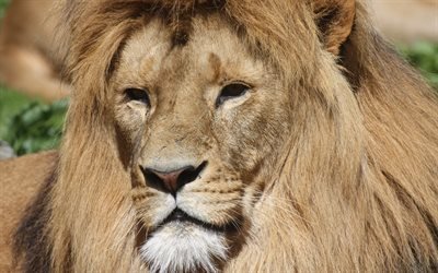 Lion, 4k, predators, wildlife