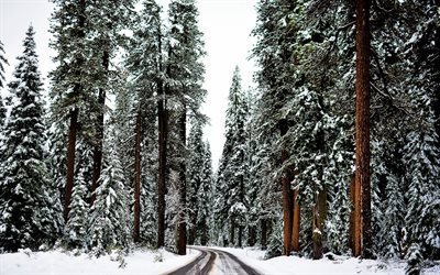 floresta, inverno, estrada, &#225;rvores altas, neve, paisagem de inverno