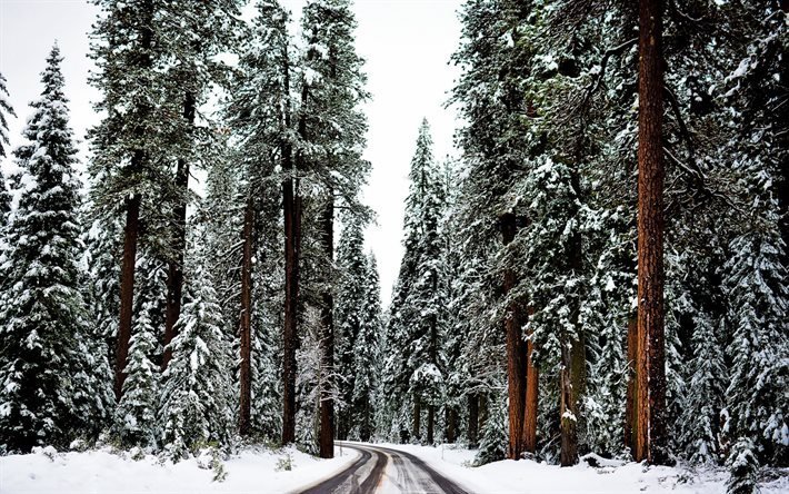 森林, 冬, 道路, 高木, 雪, 冬景色