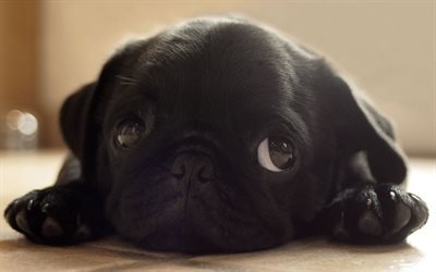 black puppy, pug, dog, small dog