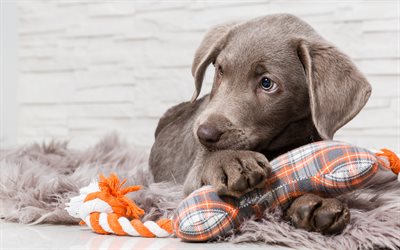 gray labrador, 4k, puppy, small labrador, cute dog, pets, cute animals, retriever, dogs, labrador
