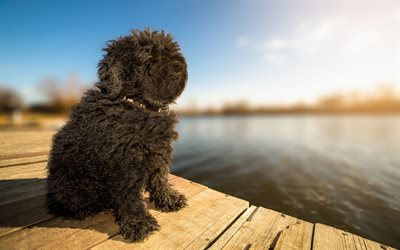 Puli, black curly dog, pets, Hungarian shepherd dog