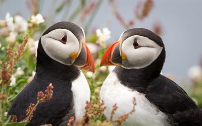 Puffin, seabirds, couple, Fratercula arctica