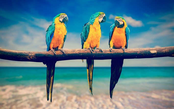 Blu e giallo macaw uccelli tropicali, ramo, pappagalli, uccelli bellissimi