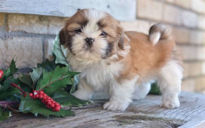 4k, Shih Tzu, pets, puppy, cute dog, Shih Tzu Dog, Chrysanthemum Dog, cute animals