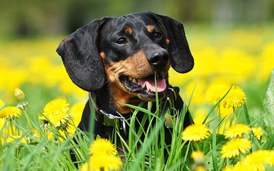 dachshund, lawn, dogs, flowers, cute animals, Canis lupus familiaris, dachshund cat
