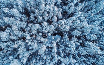 winter forest, top view, quadrocopter, winter, snow, forest