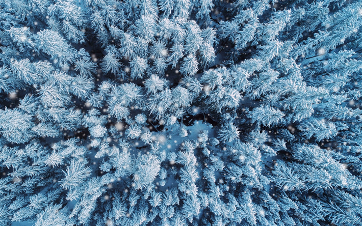 bosco d&#39;inverno, vista dall&#39;alto, quadrocopter, inverno, neve, foresta