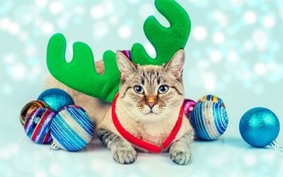 gray cat, New Year, cute animal, Christmas balls, deer antlers