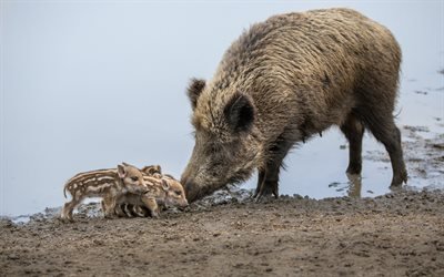 wild boars, family, small pigs, river, wildlife