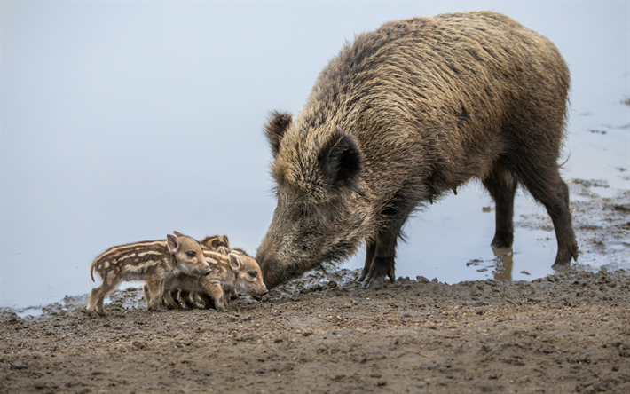 الخنازير البرية, الأسرة, الخنازير الصغيرة, نهر, الحياة البرية