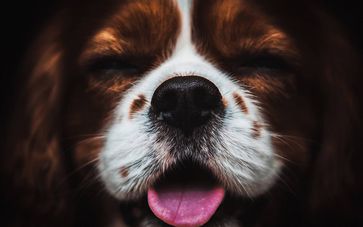 Cavalier King Charles Spaniel, muzzle, close-up, pets, cute animals, dogs, Cavalier King Charles Spaniel Dog