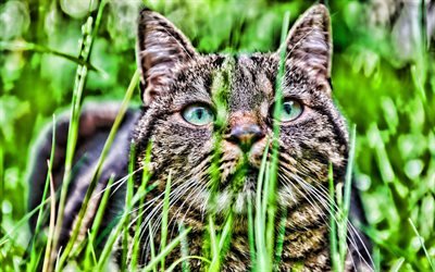 American Shorthair Gato, HDR, close-up, os gatos dom&#233;sticos, gato na grama verde, animais de estima&#231;&#227;o, gatos, gato bonito, American Shorthair