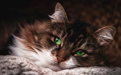 brown cat with green eyes, fluffy cats, cute animals, pets, cats, beautiful eyes